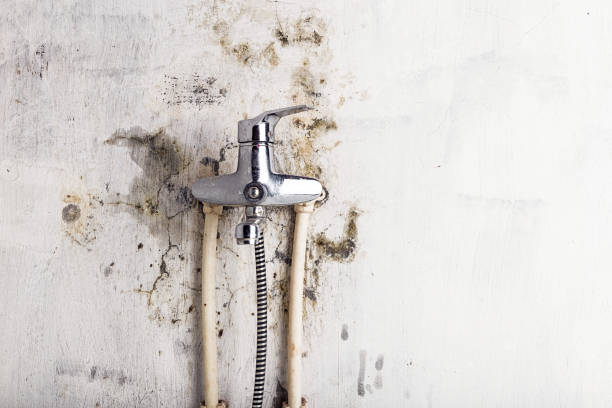 Best Commercial Mold Removal  in Iona, ID